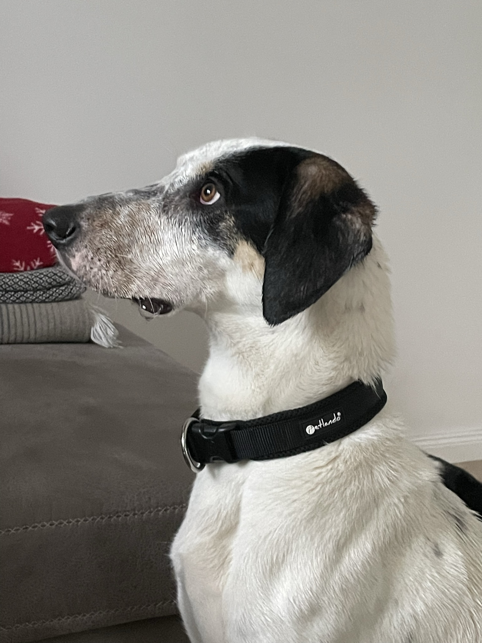 Buddy